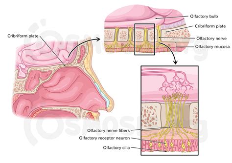 Anatomy Of The Olfactory Cn I And Optic Cn Ii Nerves Osmosis
