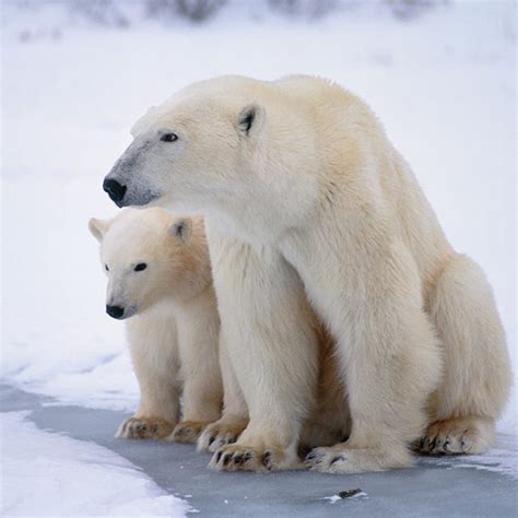 100 Pics Animal Planet 6 Level Answer Polar Bear