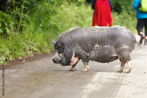 Vietnamese Pot Bellied Pig Domestic Animals Stock Photo Adobe Stock