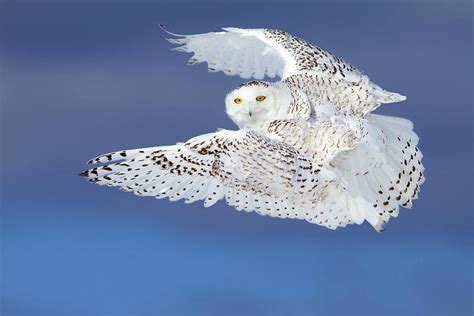Flight Of The Snowy Snowy Owl Photograph By Jim Cumming