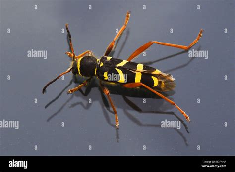 Wasp Beetle Clytus Arietis Hi Res Stock Photography And Images Alamy