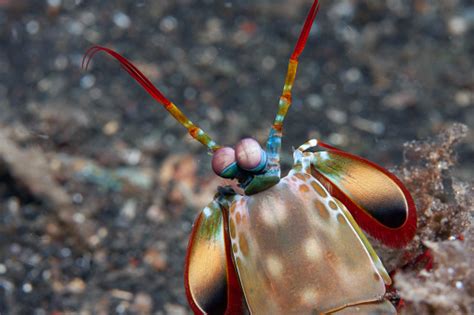 Odontodactylus Scyllarus Comúnmente Conocido Como El Camarón Mantis Pavo Real Foto De Stock Y