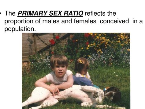 Ppt Sex Ratio In Humans Powerpoint Presentation Free Download Id4734615