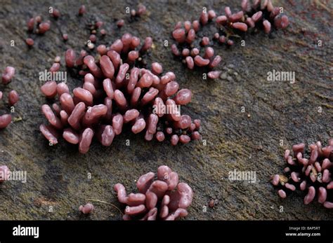 Purple Jellydisk Ascocoryne Sarcoides Growing On Cut Log Stock Photo
