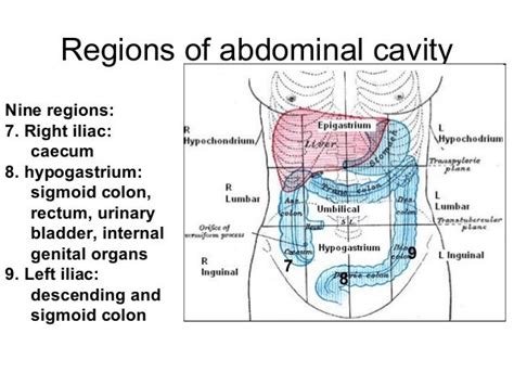 9 Regions Of Abdominal Cavity