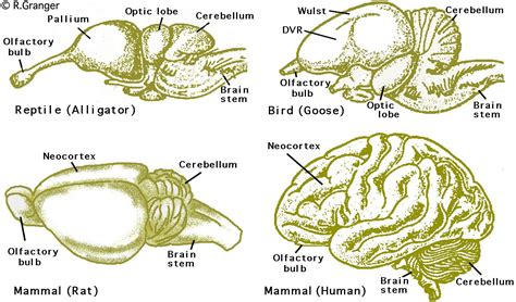Mammals Brain Pets Lovers