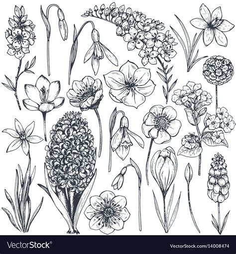 Collection Hand Drawn Spring Flowers And Plants Vector Image