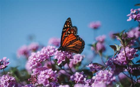 Verbena is a central source of nectar for the monarchs in our yard. Flowers that Attract Butterflies and Hummingbirds - Avas ...