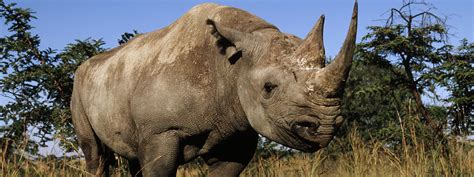 Black Rhino Species Wwf