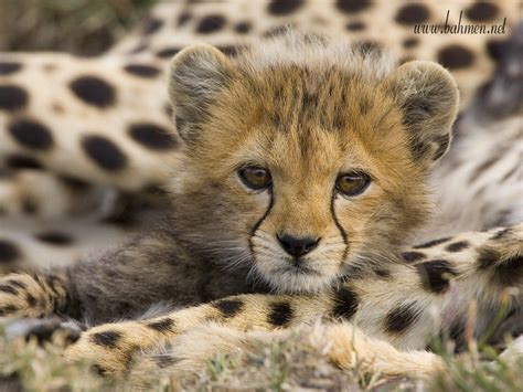 Which Is The Cutest Baby Cheetah Cub Pic Poll Results