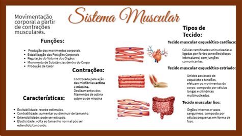 Mapa Conceptual Del Sistema Muscular