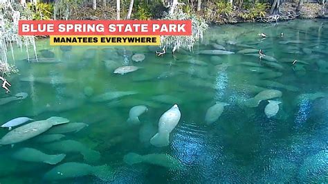 A coming of age tale approximately young people in their twenties and the troubles they face in university. Blue Spring Florida Manatees State Park - YouTube
