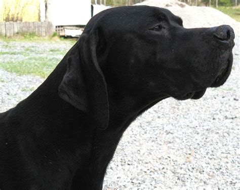 Black English Pointer Profile Care Facts Traits Groom Dogdwell