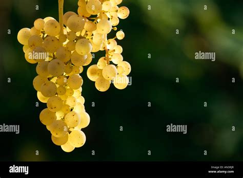 Riesling Grapes On The Vine Stock Photo Alamy