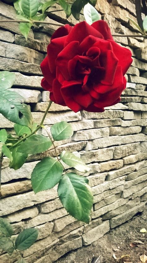 Red Velvet Rose By Evis Lushaj On 500px Rose Beautiful Roses Flower Garden