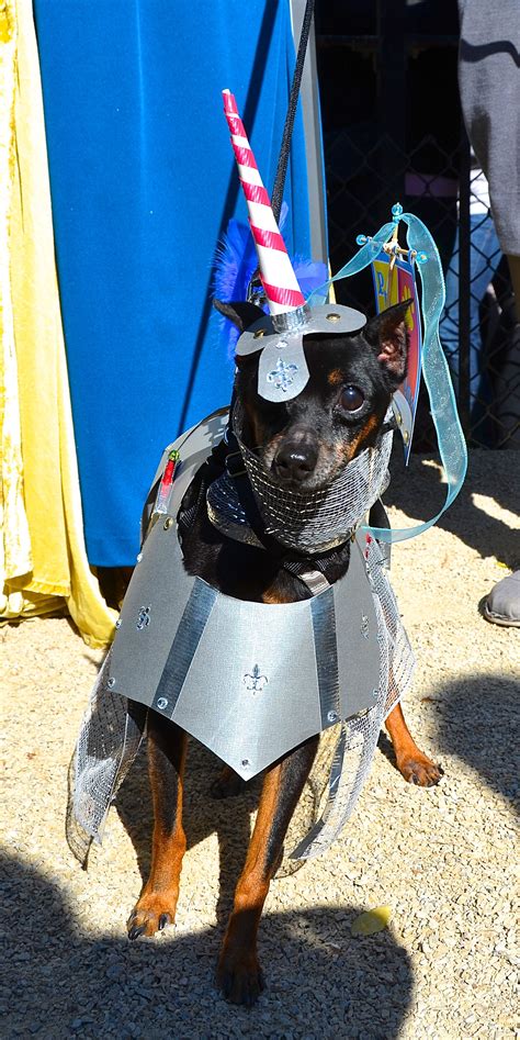 Knights Horse Minpin Or Getting Ready For A Joust Dressed Up Dogs