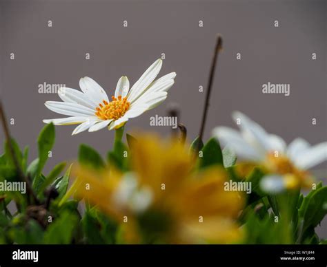 Daisy Screensaver Hi Res Stock Photography And Images Alamy