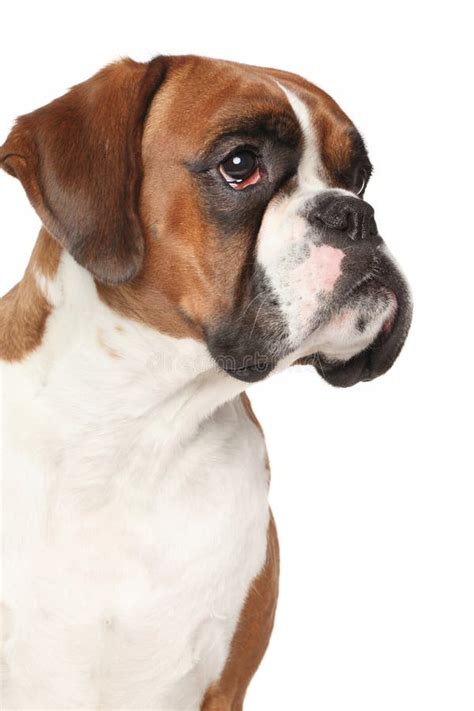 Boxer Dog On Isolated White Background Stock Image Image Of Sadness
