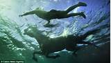 Can Horses Swim Pictures