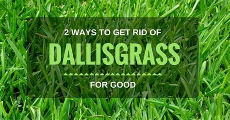 2 Ways To Get Rid Of Dallisgrass For Good Garden Ambition
