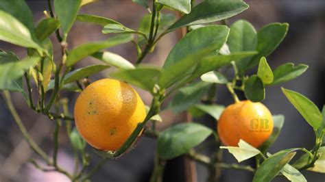 Grow Chinese Orange Or Calamondin Or Philippine Lime In Pot Youtube