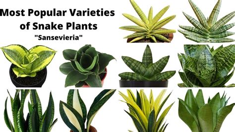 41 Types Of Snake Plants With Names Most Popular Varieties Of Snake