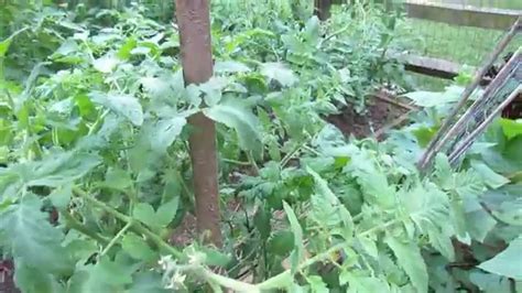 Basic Tomato Staking 101 And Thinning Out Central Tomato Leaves Air Flow