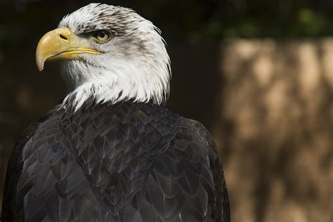 El águila Calva Es El Símbolo Nacional De Estados Unidos Y Flickr