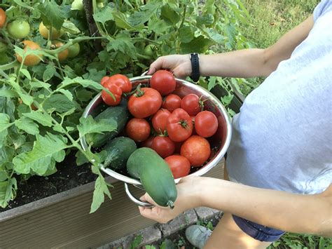 Erste Tomaten Und Gurkenernte