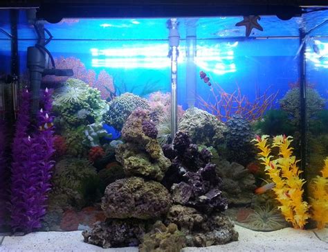 37 Gallons Fish Tanks And Aquariums