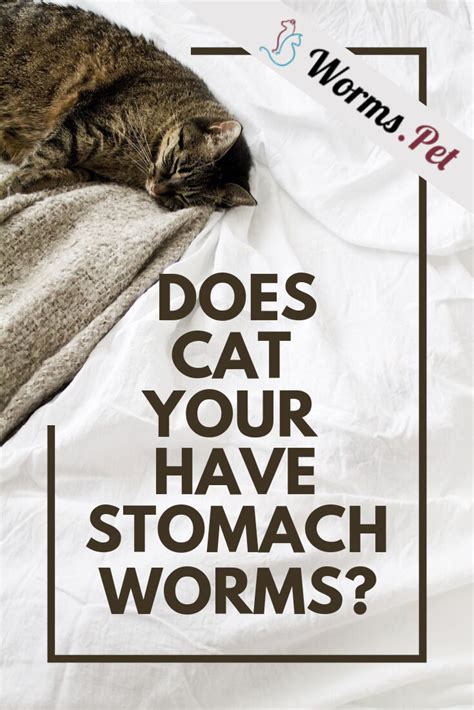 One of them is quite small compared to the others.and has a very bloated stomach.it started. Does Your Cat Have a Stomach Worm Infection (With images ...