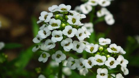 About 42% of these are decorative flowers & wreaths. HD Photo Collection's: Small Little White Flowers ...