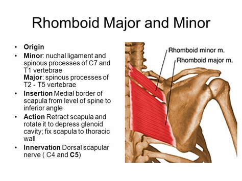 Rhomboid Major And Minor Imp Retracts Scapula Muscle Muscle