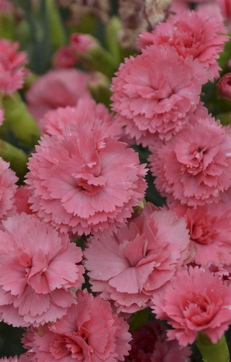 Drought tolerant plants like dry soil conditions and require little water other than rain once they are established. Pin on Perennials for Spring