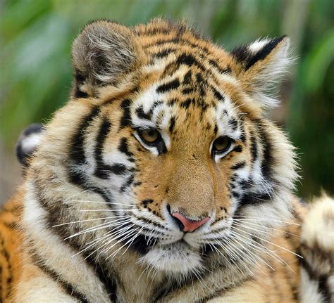 Cute Tiger Cub Photograph By Enrique Mendez Pixels