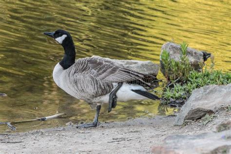 Canada Goose Standing With One Leg Next To A Lake Stock Photo Image