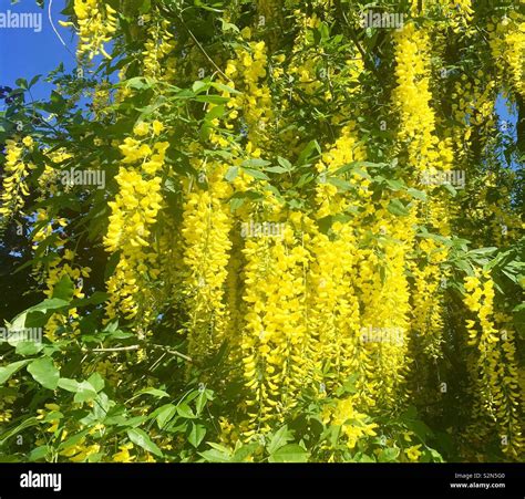 Weeping Willow Tree With Yellow Blossom Stock Photo Alamy