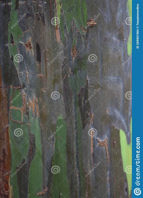Close Up Of The Bark Of A Eucalyptus Deglupta Rainbow
