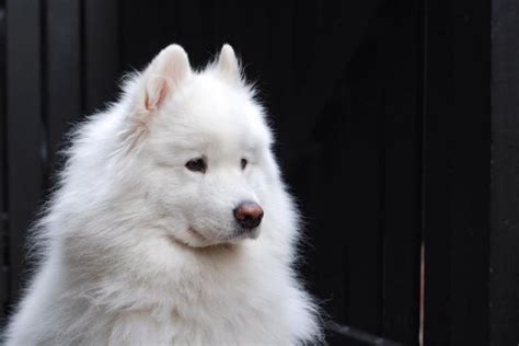 Adopt Romeo On Petfinder Samoyed Dogs Samoyed Spitz Breeds