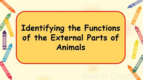 Identifying The Functions Of The External Parts Of Animals Youtube