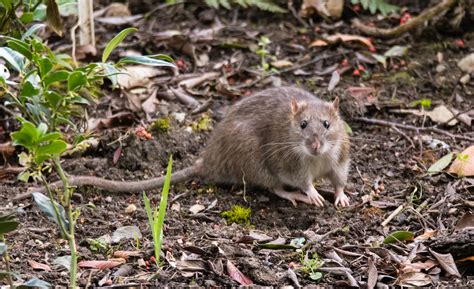 Brown Rat Or Sewer Rat Rattus Norvegicus Professional Pest Manager