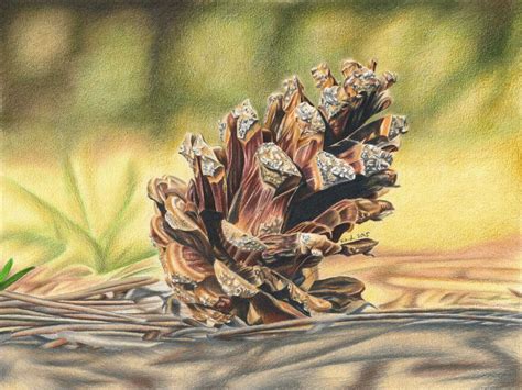 Pine Cone - colored pencil drawing | Colored pencils, Pine cone drawing, Colored pencil drawing
