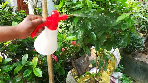 We did not find results for: Home Remedy for Garden Pests/Neem Oil And Soap Organic ...