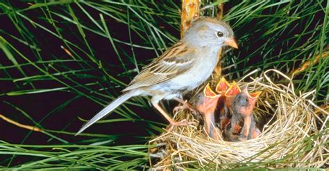 Bird Nesting Stages Lyric Wild Bird Food