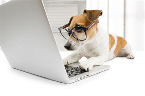 Computer Dog Veterinary Marketing Blog Vetnetwork Veterinary News