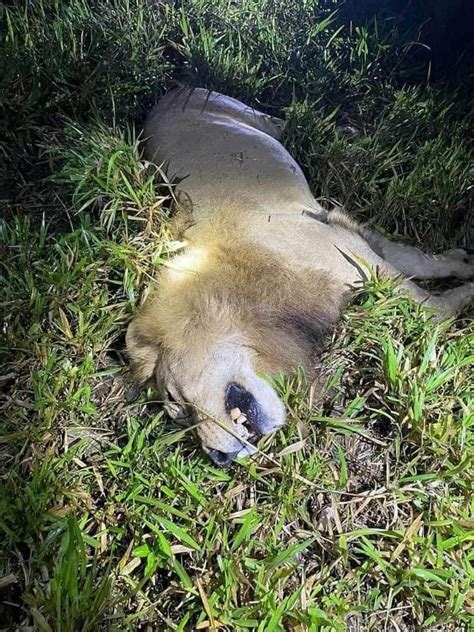 Lion Shot Dead After Escaping From Cage And Mauling Carer Viraltab