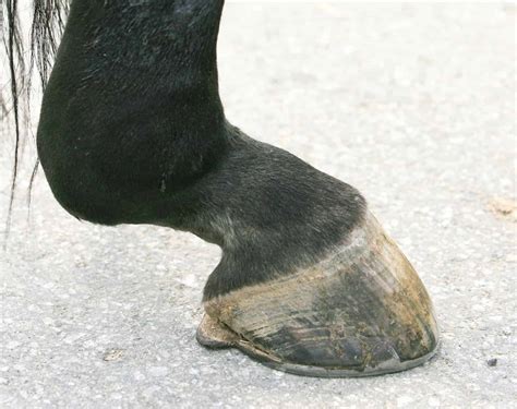 Tendon Injury In Horses Front Leg