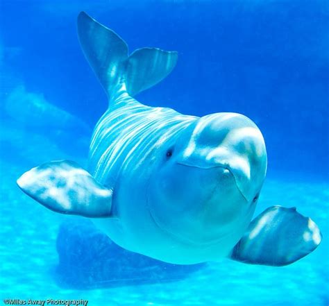 Marineland Beluga Whales -Who's on Display? | Whale ... We have 69+ background pictures for you!