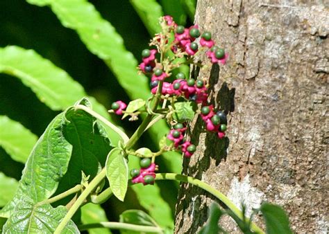 North Queensland Plants Lamiaceae