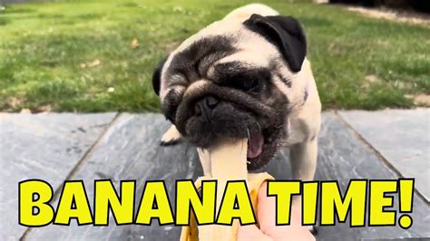 Do Pugs Like Banana 🤔 Taste Test With Pangpang The Pug Dog 😋 Youtube